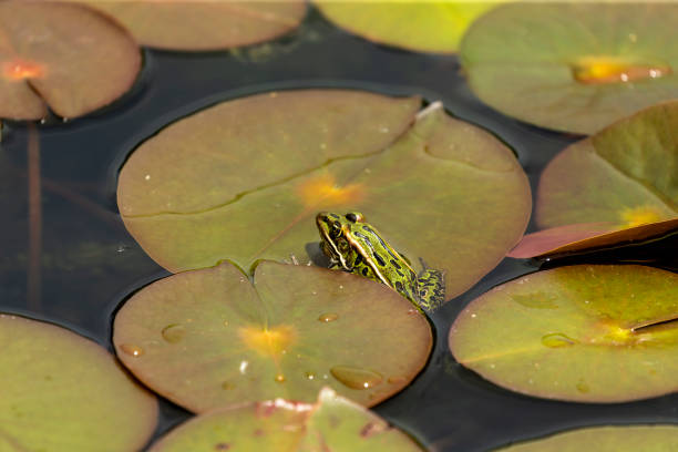 The northern leopard frog, American native animal
