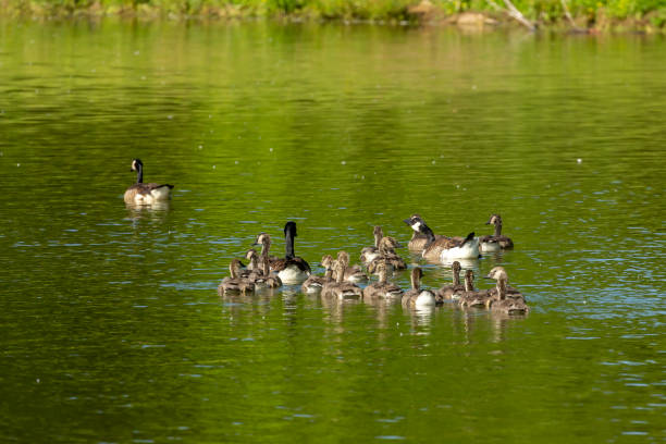 istock Canadian geese with older goslings. 1249281591