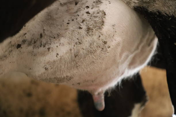 istock Cow milking facility, modern mechanized milking equipment. 1249282183