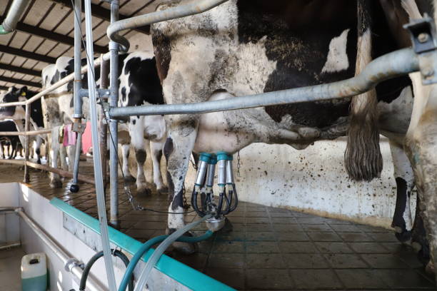 istock Cow milking facility, modern mechanized milking equipment. 1249282646