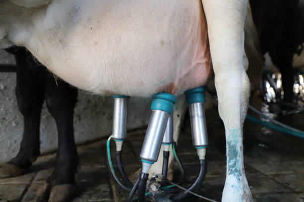 istock Cow milking facility, modern mechanized milking equipment. 1249282685