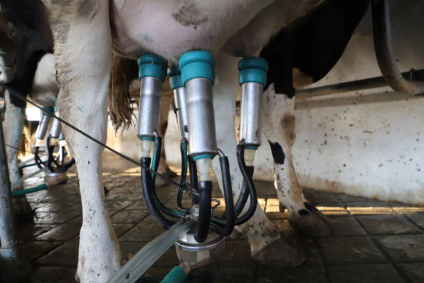 istock Cow milking facility, modern mechanized milking equipment. 1249282693