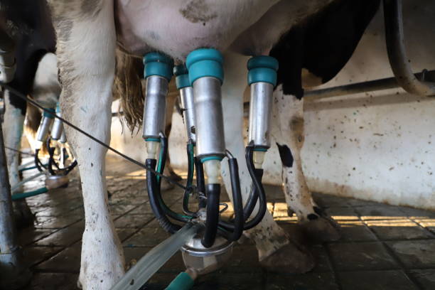istock Cow milking facility, modern mechanized milking equipment. 1249282697