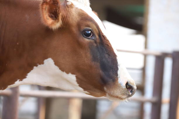 istock Cow milking facility, modern mechanized milking equipment. 1249282708