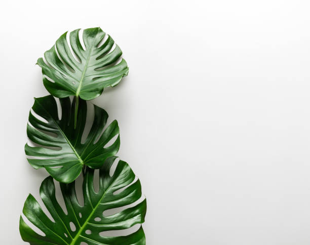 Photo of Monstera bouquete on white background isolated