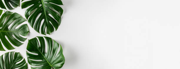 istock Tropical monstera leaves on white background. Summer concept. 1249282933