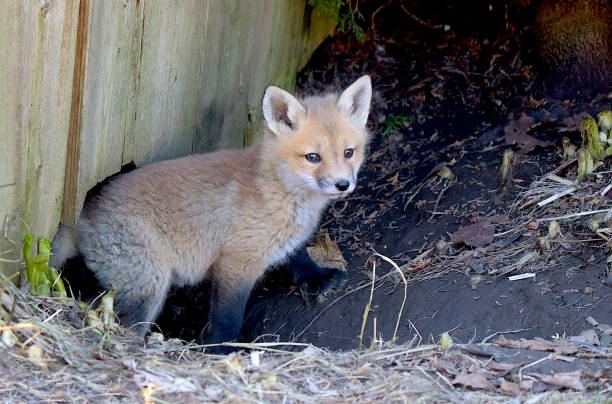 Baby Red Fox Kit Coming Out of Its Den