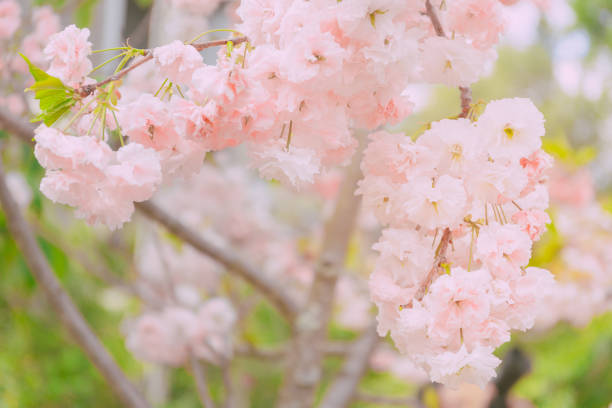 istock Pink Cherry blossom close up; flower background 1249283238