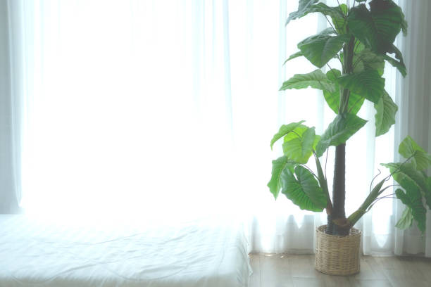 istock artificial plant leaves beside see through window curtain. 1249283277