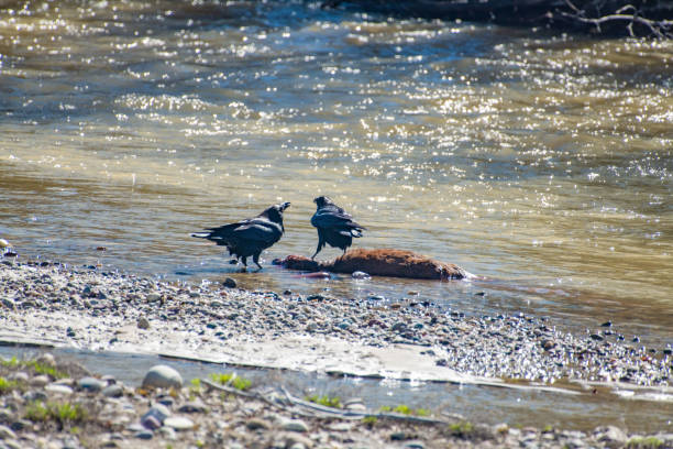 Baby moose has drowned crossing creek
