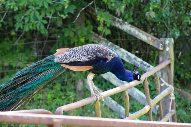 istock Colorful peacock on the farm 1249286058