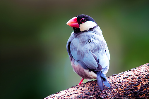 Java Finch or Java Sparrow perched on a branch in Kona Hawaii