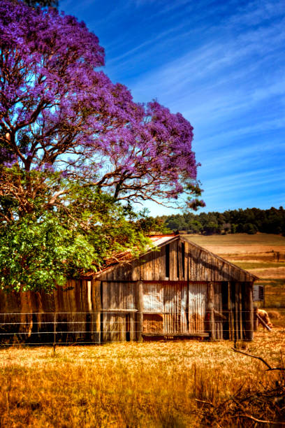 Jacaranda tree in bloom, above an old farm shed in rural Queensland