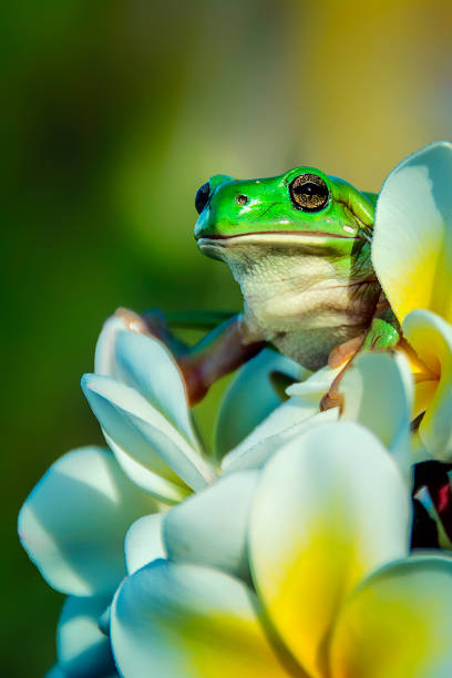 Green Tree Frog on a Frangipani Green tree frog perched atop of a yellow and white tropical flower frog photos stock pictures, royalty-free photos & images