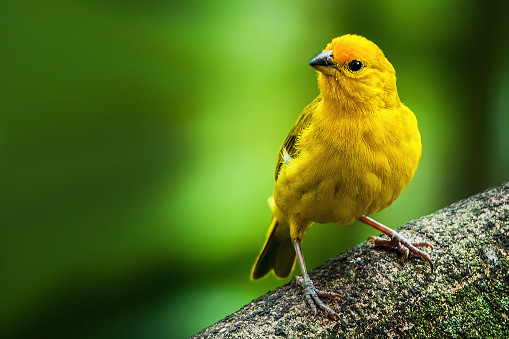 American Goldfinch Perched in the Tree Branches