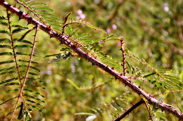 Spiked twig of Mimosa pigra In the field flowers and branches of mimosa pigra mimosa pigra stock pictures, royalty-free photos & images