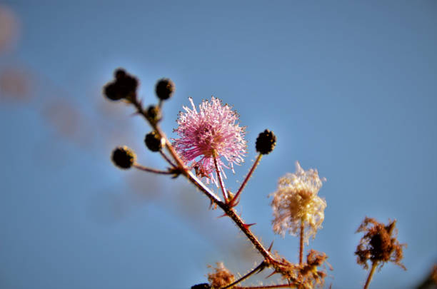 Details of mimosa pigra's pink flower In the field flowers and branches of mimosa pigra mimosa pigra stock pictures, royalty-free photos & images