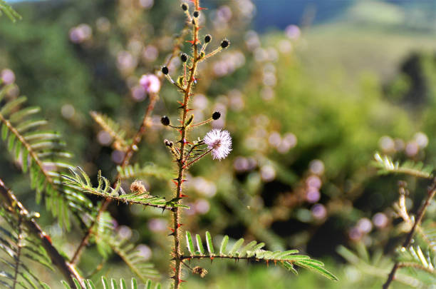 The delicate flower of Mimosa pigra in the field Mimosa pigra with pink flower in field mimosa pigra stock pictures, royalty-free photos & images
