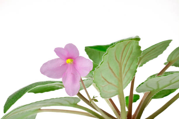 istock Purple African Violet (Saintpaulia) 1249292345