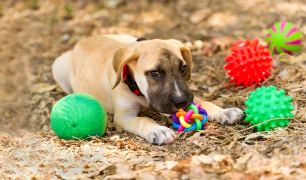 istock Puppy Dog Toys 1249296140