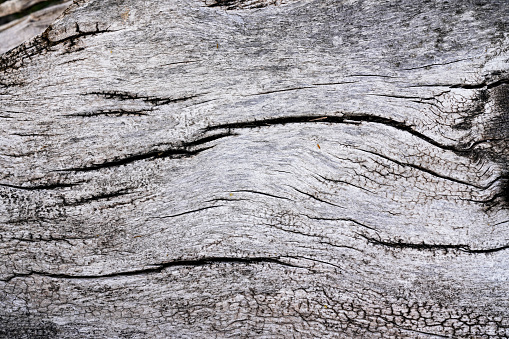 dried gray tree bark, close up