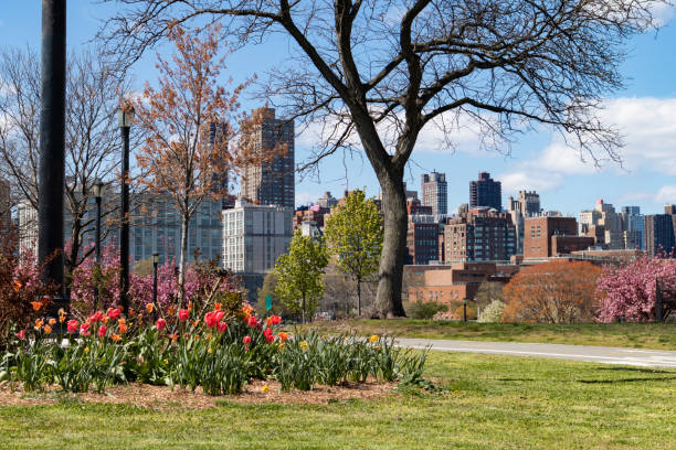 Colorful Flowers during Spring at Rainey Park in Astoria Queens New York with a Skyline View Beautiful colorful flowers and green grass during spring at Rainey Park in Astoria Queens New York with a Roosevelt Island skyline view queens new york city stock pictures, royalty-free photos & images