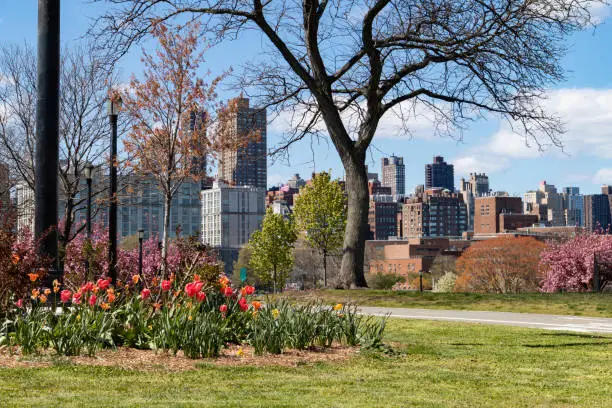 Beautiful colorful flowers and green grass during spring at Rainey Park in Astoria Queens New York with a Roosevelt Island skyline view