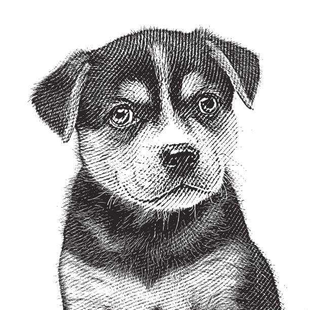 ビーグル犬のハスキー犬の混合された品種子犬を採用することを期待して - dog mixed breed dog puppy white background点のイラスト素材／クリップアート素材／マンガ素材／アイコン素材