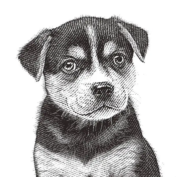 Vector illustration of Beagle Husky mixed breed puppy hoping to be adopted