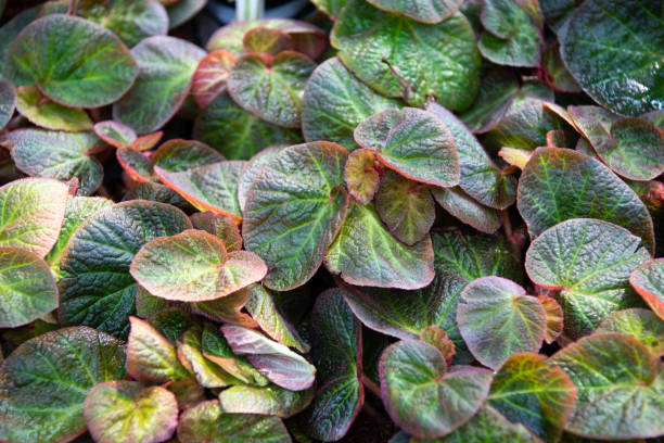 istock Greenery background of nature plant and leaf 1249305979