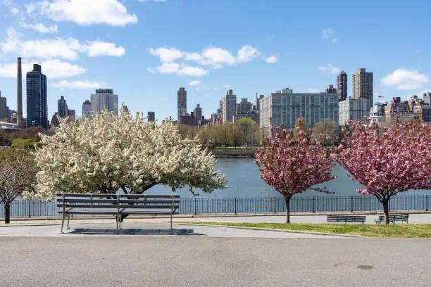 Beautiful pink and white flowering crab apple trees during spring along the riverfront of Rainey Park in Astoria Queens New York with the East River and a bench