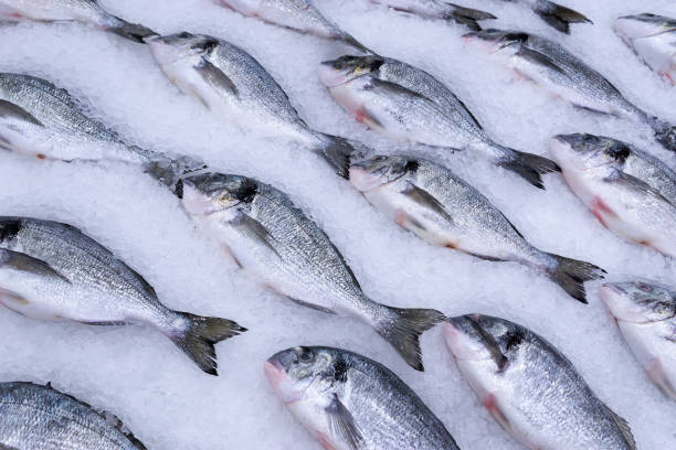 dorado pesca sul ghiaccio. pesce fresco delizioso crudo sul ghiaccio nel negozio del mercato. - fish fish market catch of fish market foto e immagini stock