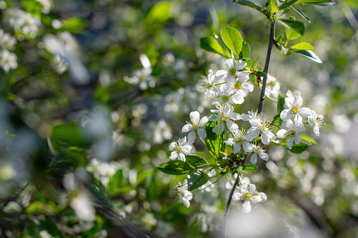 Branch of a tree with white flowers close-up in spring on a sunny day.