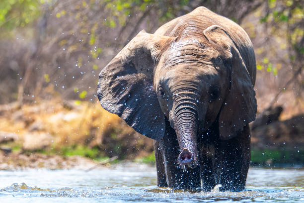 Young elephant enjoys a watering hole in the Madikwe Game Reserve of South Africa