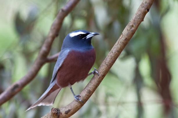 istock White-browed woodswallow 1249315781