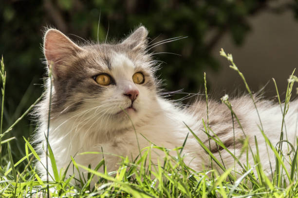 istock Domestic cat with beautiful eyes. 1249316457