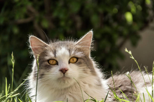 istock Domestic cat with beautiful eyes. 1249316458