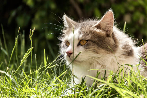 istock Domestic cat with beautiful eyes. 1249316478