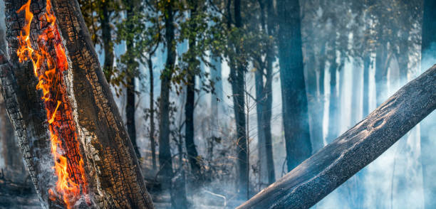 istock forest fire disaster is burning caused by humans 1249317392