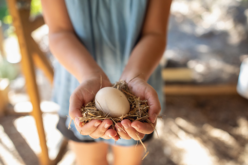 Young Girl Holding Chicken Egg In Backyard Chicken Coop