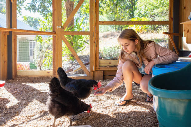 Young Girl Hand Feeding Pet Chickens Young Girl Hand Feeding Pet Chickens In Backyard Chicken Coop chickens in the poultry yard eating stock pictures, royalty-free photos & images