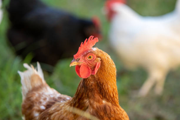 Free Range Pet Chickens Free Range Pet Chickens In Australian backyard chickens in the poultry yard eating stock pictures, royalty-free photos & images