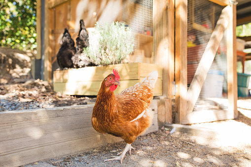 Free Range Pet Chickens In Australian backyard