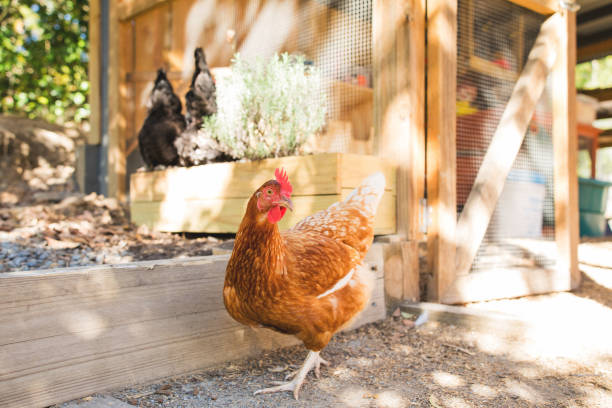 Free Range Pet Chickens Free Range Pet Chickens In Australian backyard chickens in the poultry yard eating stock pictures, royalty-free photos & images