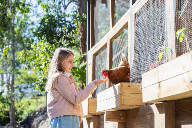 Young Girl Hand Feeding Pet Chickens