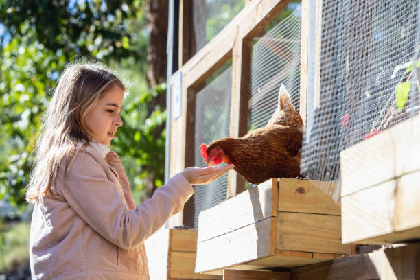 istock Young Girl Hand Feeding Pet Chickens 1249318134