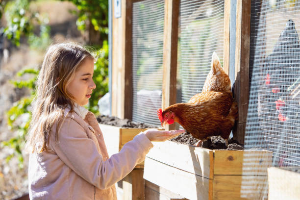 istock Young Girl Hand Feeding Pet Chickens 1249318170