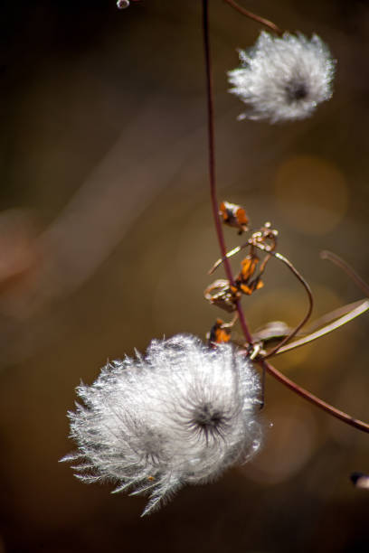 istock Autumn colors at the river bank 1249318174