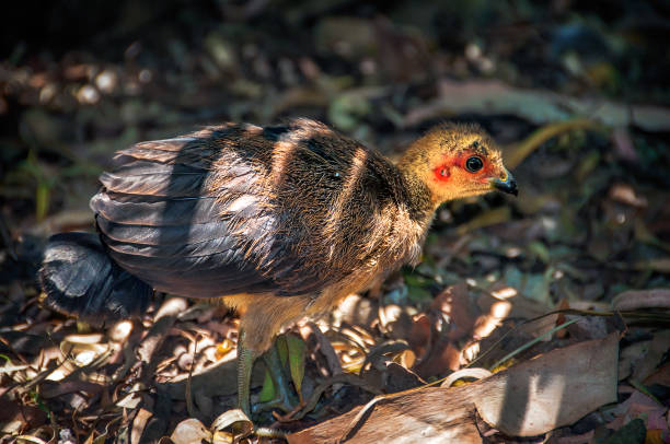 istock Baby Bush Turkey (Alectura lathami) 1249318183