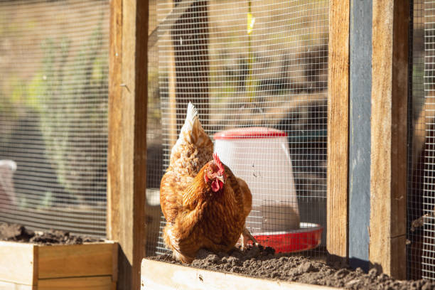 Free Range Pet Chickens Free Range Pet Chickens In Australian backyard chickens in the poultry yard eating stock pictures, royalty-free photos & images